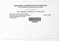 Puccinia recondita image